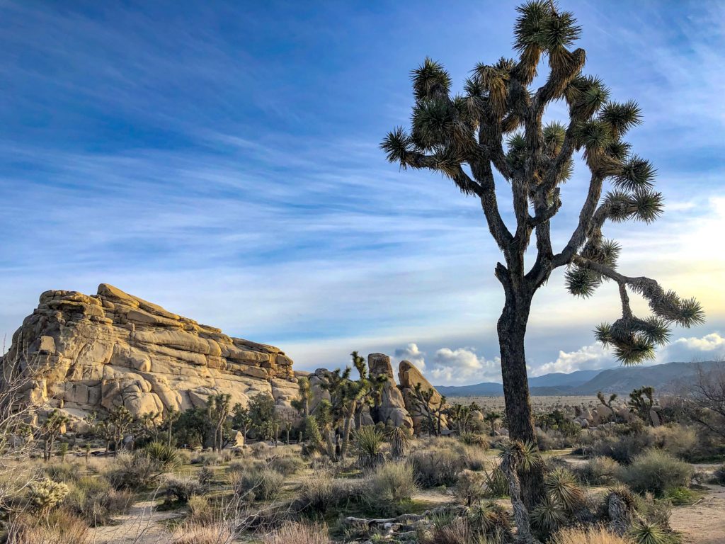 Weekend trip to Joshua Tree - A desert quickie - Peep Travels