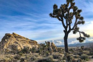 Weekend trip to Joshua Tree – A desert quickie