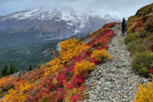 Our first bear encounter – Mt Rainier National Park