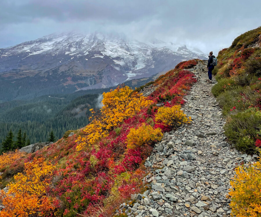 Our first bear encounter – Mt Rainier National Park